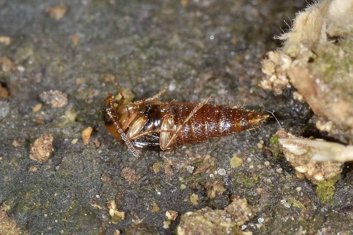 Staphylinidae tra i funghi: Lordithon sp.